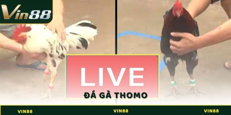 Đá Gà Thomo - Bật Mí Quy Tắc Tham Gia Cá Cược Hiệu Quả 1 Đá gà Thomo