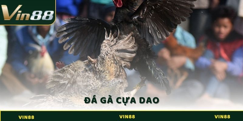 Đá Gà Cựa Dao - Trải Nghiệm Cá Cược Mới Lạ Tại Sân Đấu 3 Đá gà cựa dao