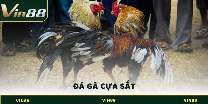 Đá Gà Cựa Sắt - Luật Chơi Chuẩn Nhất Dành Cho Sư Kê 2 Đá gà cựa sắt